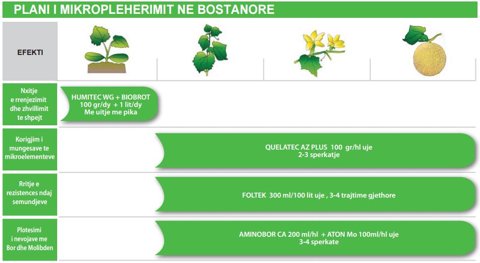 bostanore2